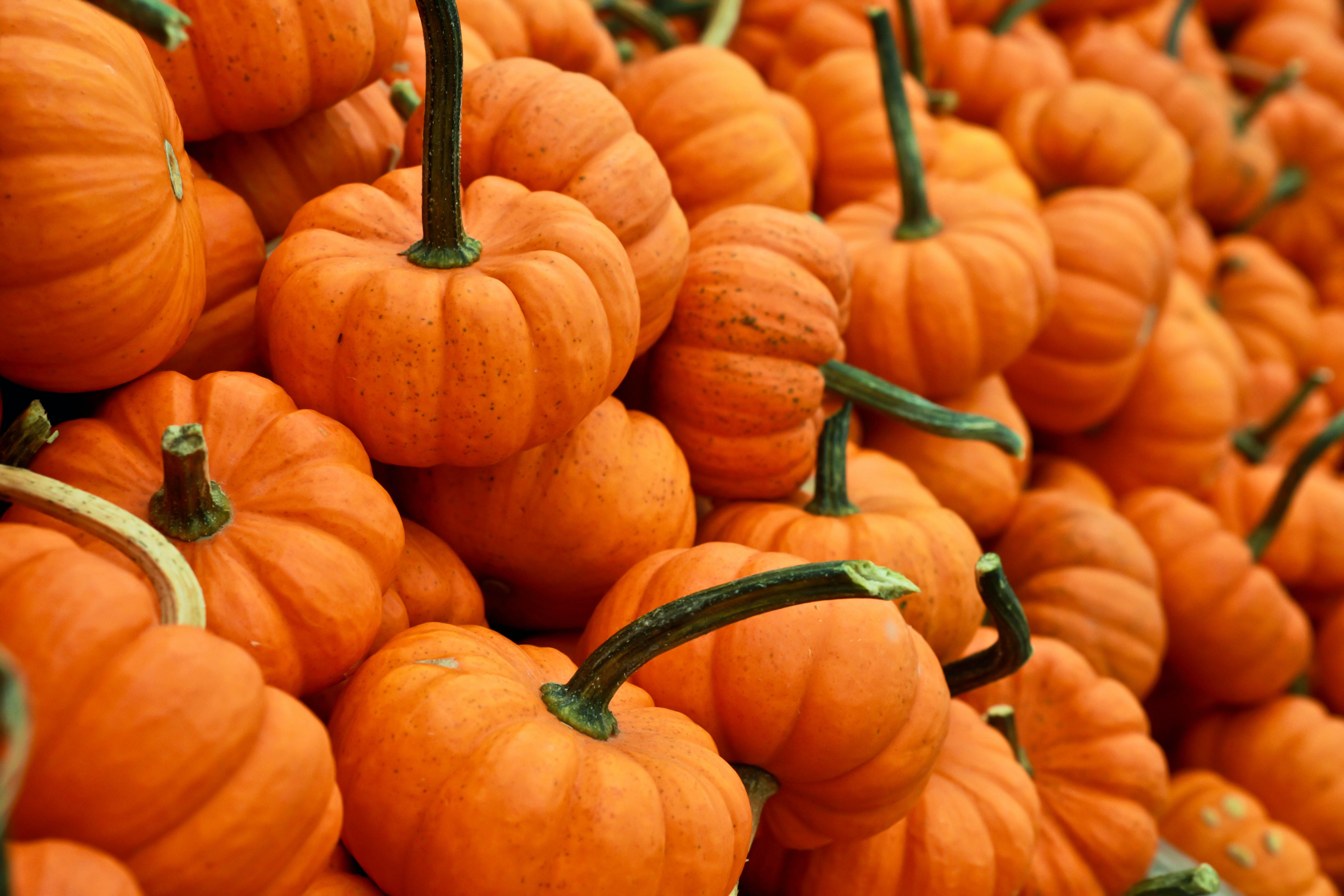 Several Pumpkins pic